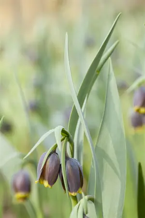 Fritillaria michailovskyi - flower bulb 4/6 - image 2