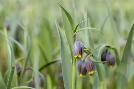 Fritillaria michailovskyi - flower bulb 4/6 - image 1