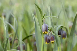 Fritillaria michailovskyi