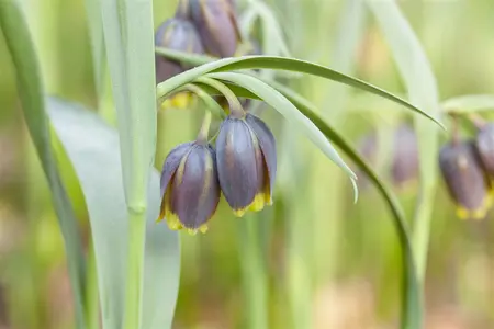 Fritillaria michailovskyi - flower bulb 4/6 - image 3
