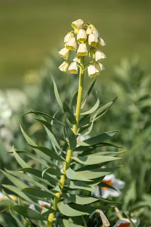 Fritillaria pers. 'Ivory Bells' - flower bulb 20/22 - image 2