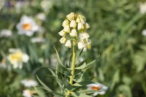Fritillaria pers. 'Ivory Bells'