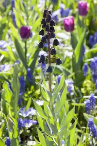 Fritillaria persica