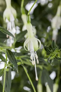 FUCHSIA HAWKSHEAD 3L - image 2