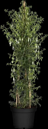 Fuchsia 'Hawkshead' - 2 Ltr pot - image 1