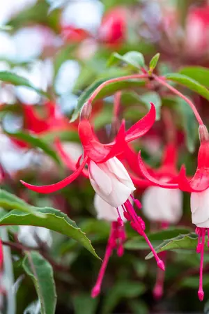 Fuchsia 'Madame Cornelissen' - 2 Ltr pot - image 4