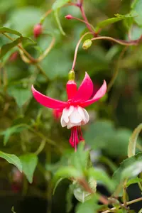 Fuchsia 'Madame Cornelissen' - P9 - image 2