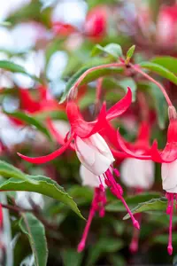 Fuchsia 'Madame Cornelissen' - P9 - image 4
