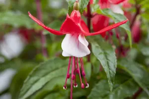 Fuchsia 'Madame Cornelissen'