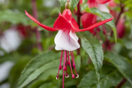 Fuchsia 'Madame Cornelissen' - P9 - image 1