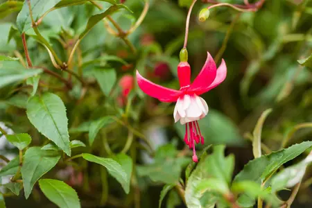 Fuchsia 'Madame Cornelissen' - P9 - image 3