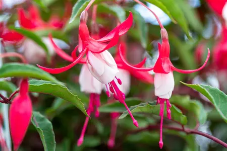 Fuchsia 'Madame Cornelissen' - P9 - image 5