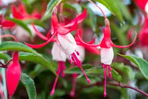 Fuchsia 'Madame Cornelissen' - P9 - image 5