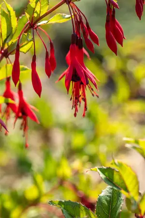 Fuchsia magellanica gracilis - 2 Ltr pot - image 3