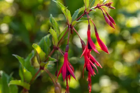 Fuchsia magellanica gracilis - 2 Ltr pot - image 2
