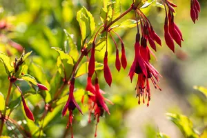 Fuchsia magellanica gracilis - 2 Ltr pot - image 4