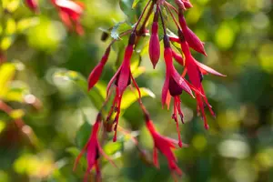 Fuchsia magellanica gracilis - 3 Ltr pot - image 1