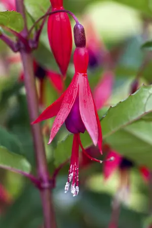 Fuchsia magellanica 'Versicolor' - 2 Ltr pot - image 4