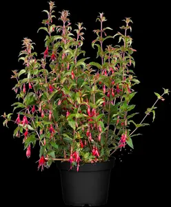 Fuchsia magellanica 'Versicolor' - 2 Ltr pot - image 3