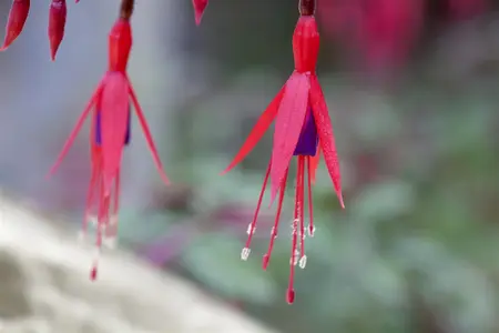 Fuchsia magellanica 'Versicolor' - 2 Ltr pot - image 2