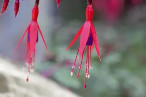 Fuchsia magellanica 'Versicolor' - 2 Ltr pot - image 2
