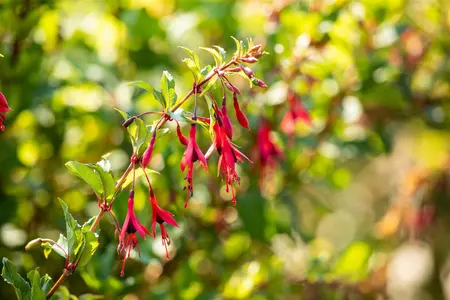 Fuchsia magellanica 'Versicolor' - 2 Ltr pot - image 5