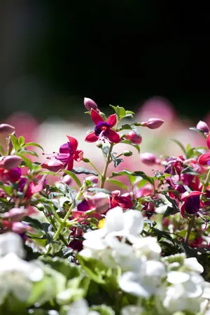 Fuchsia mix - 2 Ltr pot - image 2