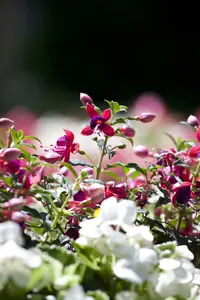 Fuchsia mix - 2 Ltr pot - image 2