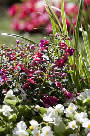 Fuchsia mix - 2 Ltr pot - image 3