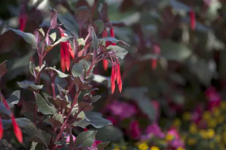 Fuchsia 'Mrs W.P. Wood' - 2 Ltr pot - image 1