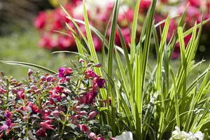 Fuchsia 'Mrs W.P. Wood' - 2 Ltr pot - image 4