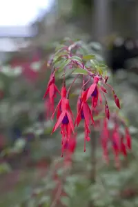 FUCHSIA RICCARTONII