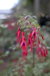 Fuchsia 'Riccartonii' - 5 Ltr pot - image 5