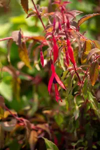 Fuchsia 'Riccartonii' - 5 Ltr pot - image 2