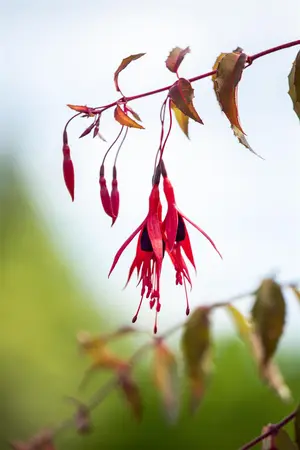 Fuchsia 'Riccartonii' - 5 Ltr pot - image 4