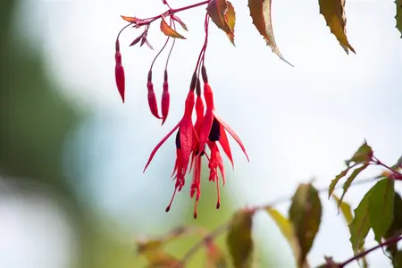 Fuchsia 'Riccartonii' - 5 Ltr pot - image 5