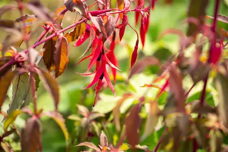 Fuchsia 'Riccartonii' - 3 Ltr pot - image 3