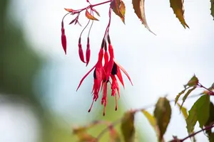 Fuchsia 'Riccartonii' - 30-40 CM C10 - image 5