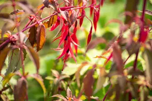 Fuchsia 'Riccartonii' - 30-40 CM C1.5 - image 3