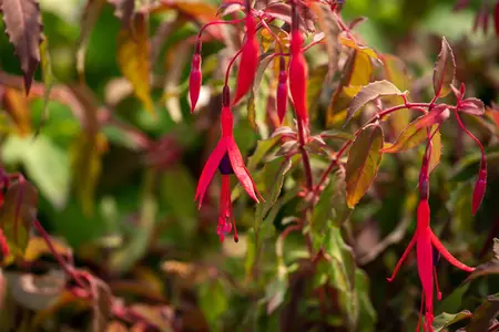 Fuchsia 'Riccartonii' - 7.5 Ltr pot - image 5