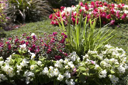 FUCHSIA STANDARD MIXED VARS 3L - image 5