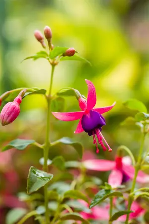 Fuchsia 'Tom Thumb' - 2 Ltr pot - image 3