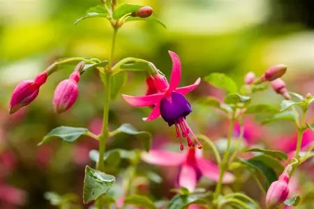 Fuchsia 'Tom Thumb' - 2 Ltr pot - image 2