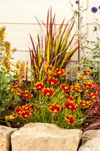 Gaillardia arist. 'Arizona Red Shades' - 2 Ltr pot - image 4