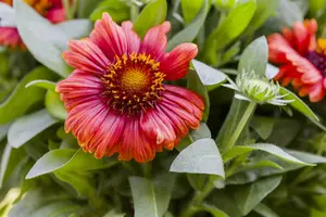 Gaillardia arist. 'Arizona Red Shades' - 2 Ltr pot - image 3