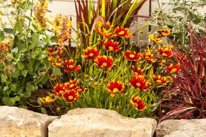 Gaillardia arist. 'Arizona Red Shades' - 2 Ltr pot - image 5