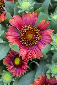 Gaillardia arist. 'Gaupa Red' - 2 Ltr pot - image 4