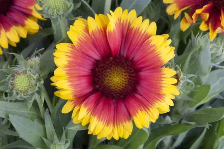 Gaillardia arist. 'Gaupa Red' - 2 Ltr pot - image 2