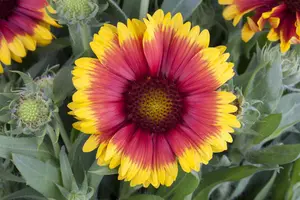 Gaillardia arist. 'Gaupa Red' - 2 Ltr pot - image 2