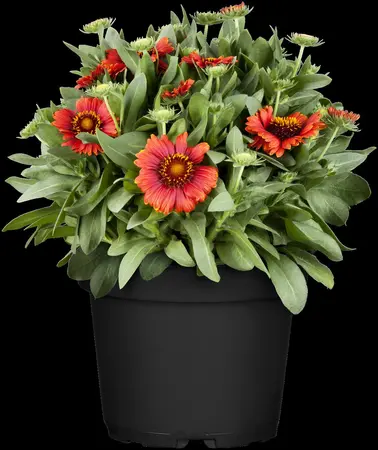 Gaillardia arist. 'Guapa Flamenco Bicolour' - 2 Ltr pot - image 3